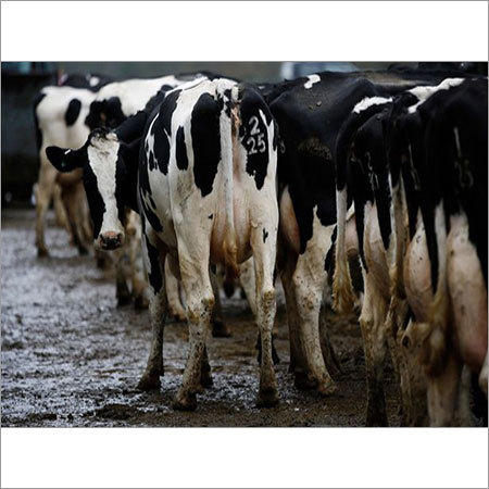 HF Cow