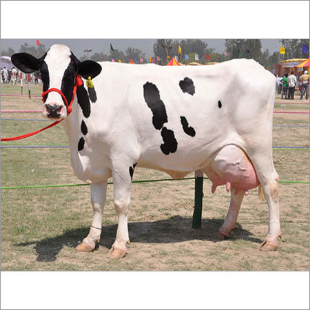Black and White Cow