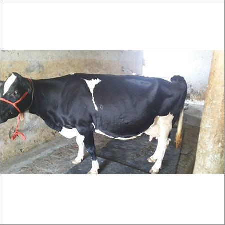 Holstein Friesian Cow
