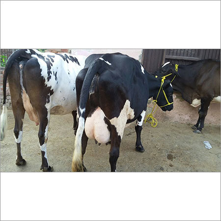 Dairy Cow
