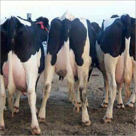 Holstein Friesian Dairy Cow