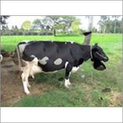Jersey Dairy Cow