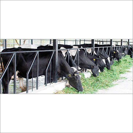 Holstein Friesian Cattle Cow