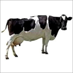 HF Dairy Cow