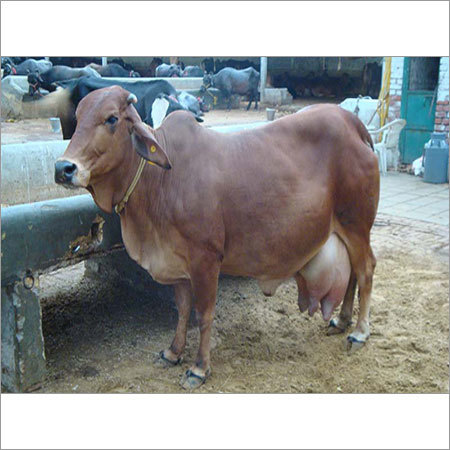 Sahiwal Cow