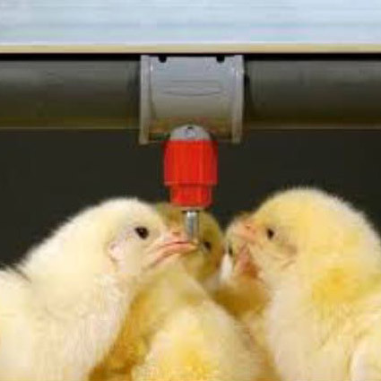 Poultry Layer Nipples