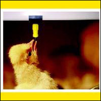 Poultry Broiler Nipples