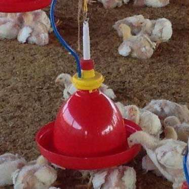 Poultry Water Feeders
