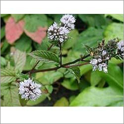 Mentha Piperita Oil Cas No: 8006-90-4
