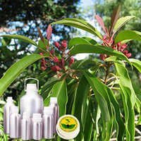 Amyris Oil - Pure Essential Oil Extract | Aromatic, Therapeutic, Naturally Sourced