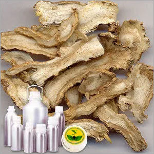 Angelica Root Oil