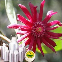Angelica Seed Oil