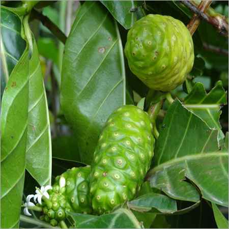 Amrith Noni Juice