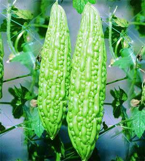 BITTER GOURD