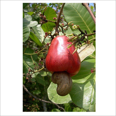 Organic Whole Cashew Nuts Organic Whole Cashew Nuts