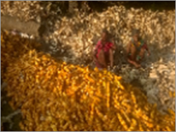 Yellow Maize Seeds Admixture (%): 2%