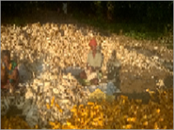 Organic Yellow Maize - 99% Purity, 12-14% Moisture, Yellow/Orange Color | Moisture Proof Packaging, High Protein Content, Sweet Smelling Fragrance