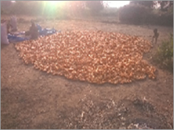 Yellow Corn Maize - 6mm Orange Color 99% Purity | Excellent Taste High Nutritional Value Free from Adulteration