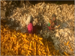 Fresh Yellow Maize Admixture (%): 2%