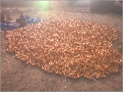 Yellow Corn Admixture (%): 2%