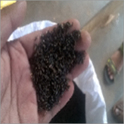 Black Niger Seed