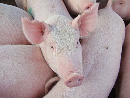 Farm Pigs