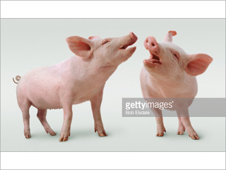 Large Piglet Female