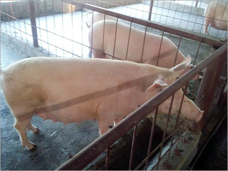 Large Female Pig