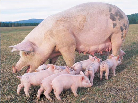Landrance Piglet Female