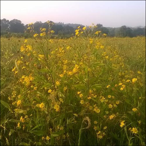 Organic Niger Seeds