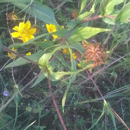 Niger Oil Seeds