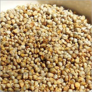 Pearl Millet