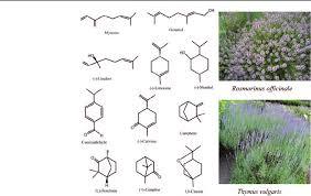 Belamcanda Chinensis Rhizome HRS