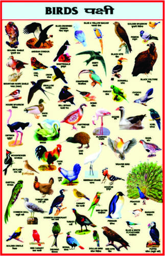 Charts Birds