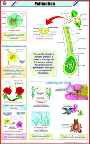 Charts Botany