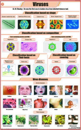 Charts Botany - Paper 50x70 cm, Orange | Visual Learning, Detailed Diagrams, Educational Chart