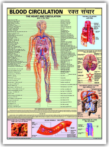 Charts Human Physiology