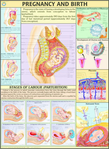 Charts Human Physiology