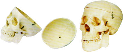 HUMAN SKULL MODEL