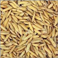 Organic Barley Seeds