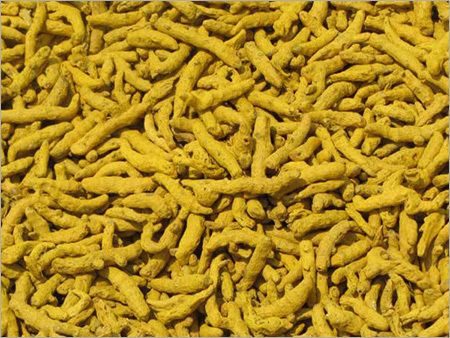 Organic Turmeric Finger Organic Turmeric Finger