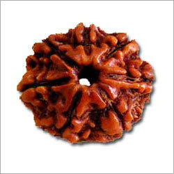 7 Mukhi Rudraksha