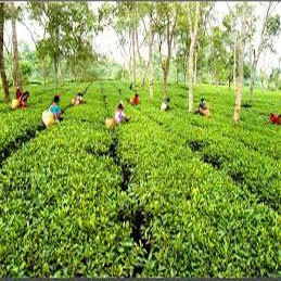 Tea Garden