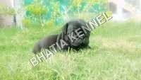 Black Pug dog