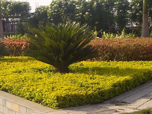 Cycus Garden Landscaping Services