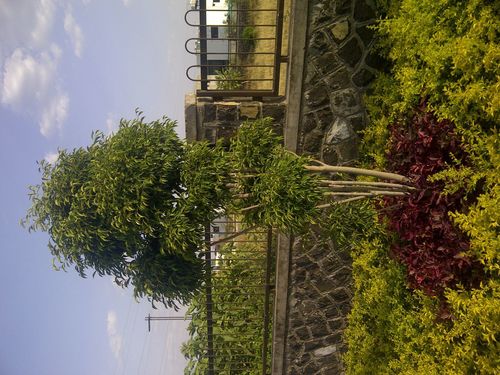 Ficus Topiyarie Landscaping Services