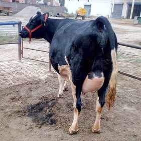 Black Hf Cow
