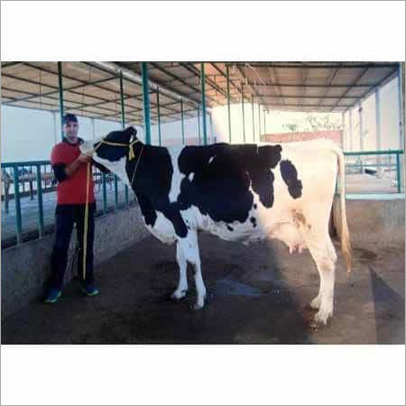 Indian Hf Cow