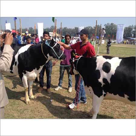 Breed Hf Cow