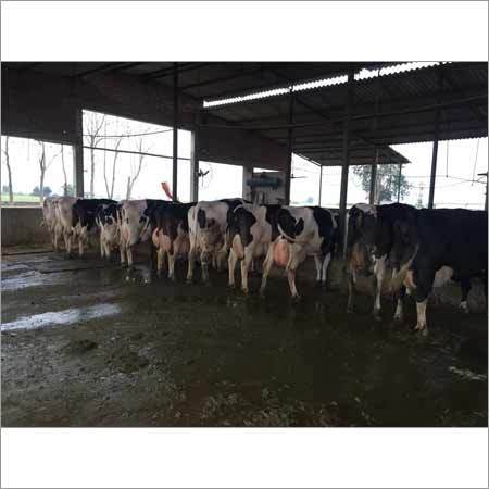 Haryana Hf Cow